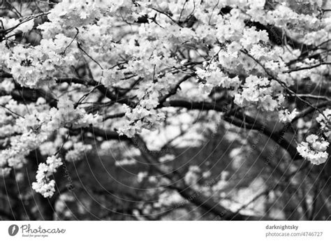 Sakura Cherry Blossom In Spring Japanese Ornamental Cherry Prunus