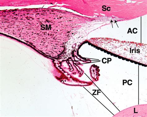 Basic Histology Of The Eye And Accessory Structures Eyewiki