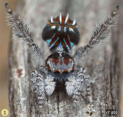 Seven New Species Of Peacock Spiders Discovered In Australia