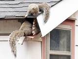 How To Get Rid Of Squirrels In The Roof Images