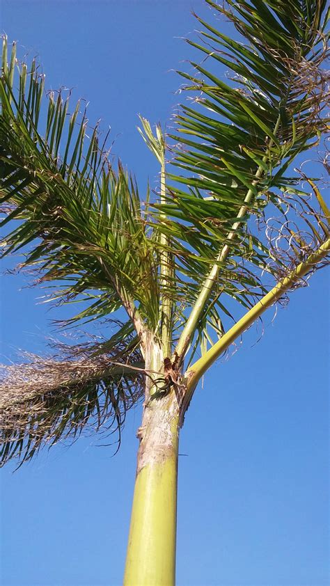 Royal not doing well - DISCUSSING PALM TREES WORLDWIDE - PalmTalk