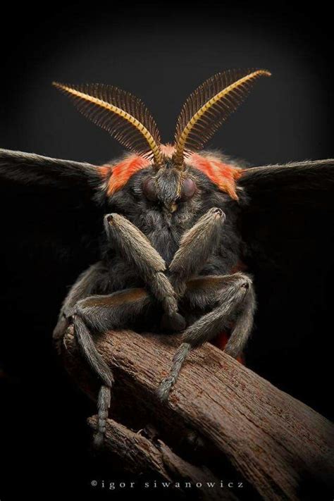 Pin De Bernadette Servin En Insectos Insectos Raros Fotos De