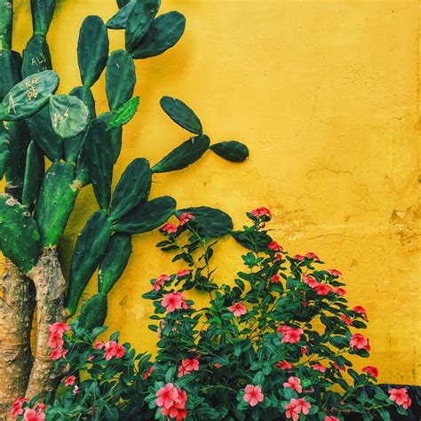 We hope you enjoy our growing collection of hd images to use as a background or home screen for please contact us if you want to publish a plant aesthetic desktop wallpaper on our site. aesthetic yellow , cactus , green , inspiration | Yellow ...