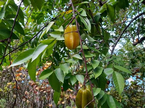 15 Weird And Wonderful Tropical Fruit Trees For Tropical Homesteads