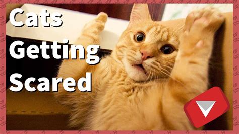 Cats Getting Scared Compilation Funny Top 10 Videos
