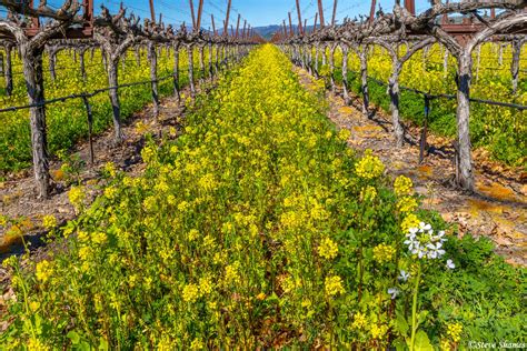 Mustard In Vineyard Napa Valley Northern California Steve Shames
