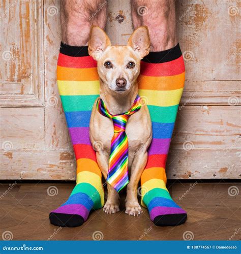 Gay Dog With Owner And Rainbow Socks Stock Image Image Of Equality