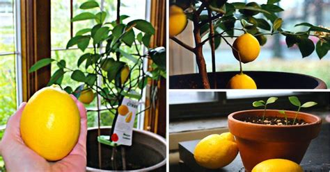 Indoor Lemon Tree Growing Indoors Growing Tree Lemon Ginger Detox
