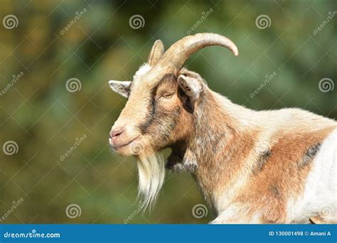 Billy Goat Male Goat Stock Photo Image Of Goatee 130001498