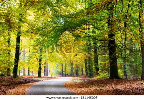 Beautiful Road Through Forest Autumn National Stock Photo 131145005
