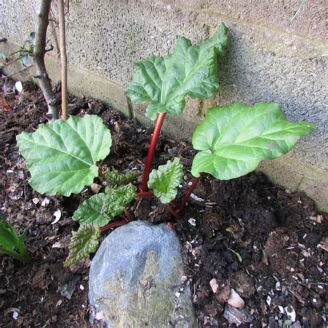 How To Sow Plant And Grow Rhubarb Plants In The Garden Dengarden