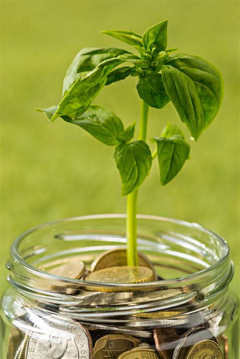 The Money Plant Guide: How to Nurture Your Green Fortune. - Home
