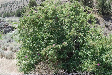 Wilamar Farm Two Fragrant Wild Shrubs