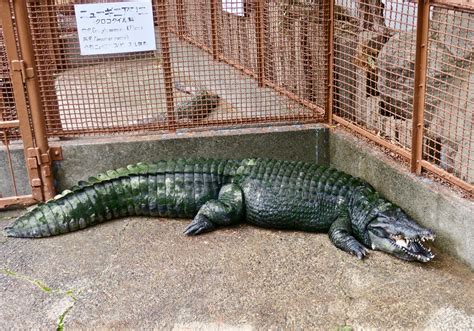 New Guinea Crocodile Crocodylus Novaeguineae Zoochat