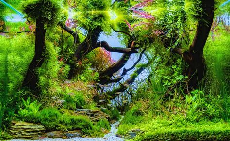The Ultimate Beginners Guide To Aquascaping Your Aquarium