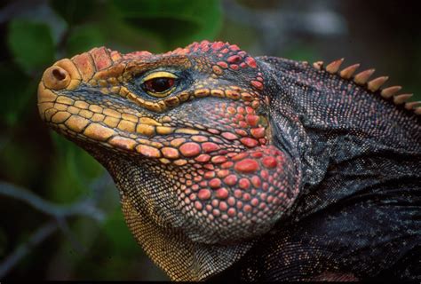 Declining Iguana Population Signals Trouble In Paradise