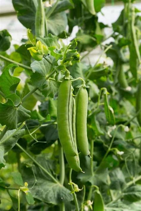 Growing Snap Peas In Your Garden Simplify Live Love