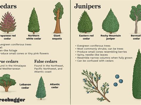 What Is The Difference Between Shrubs And Bushes