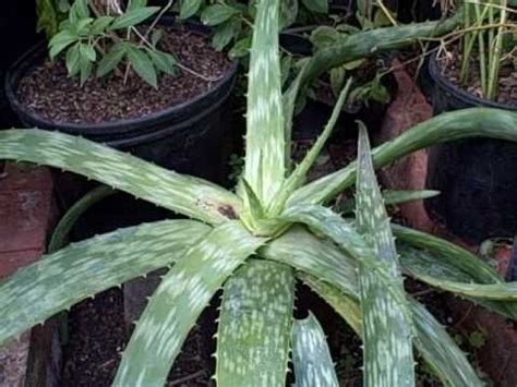 The toxicity of various plants and flowers can range from mild to severe, depending on the poisonous. Japanese Aloe Vera Plant. Non-bitter, Edible. Propagation ...