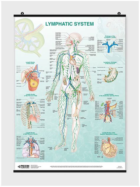 Lymphatic System Poster Piccin Nuova Libraria Spa