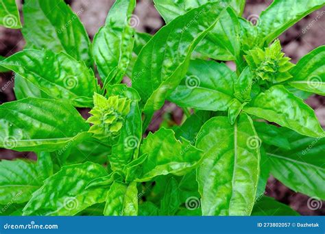 Basil Spice Stock Image Image Of Background Healthy 273802057