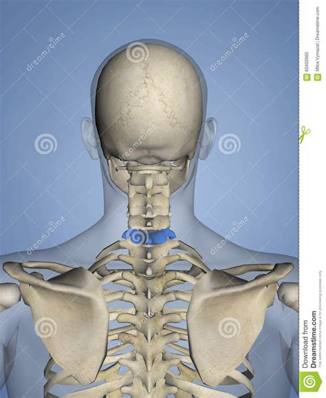 Vértebras Cervicales M Skel C7 B 2 Modelo 3d Stock De Ilustración