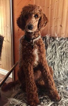 They have an elegant nature and tons of affection given a chance to warm up. Ungroomed standard poodle | Animals :) | Poodle, Yorkie ...