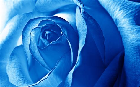 Blue Flowers Wallpapers High Quality Download Free