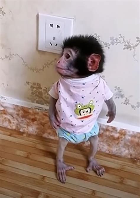 Baby Monkeys Are Beaten Thrown Into A Lake And Tortured To Death In