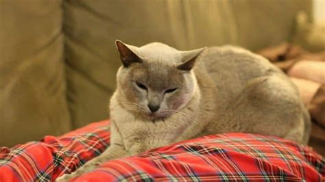Burmese Cat Vs Siamese Cat Whats The Difference Siamese Of Day