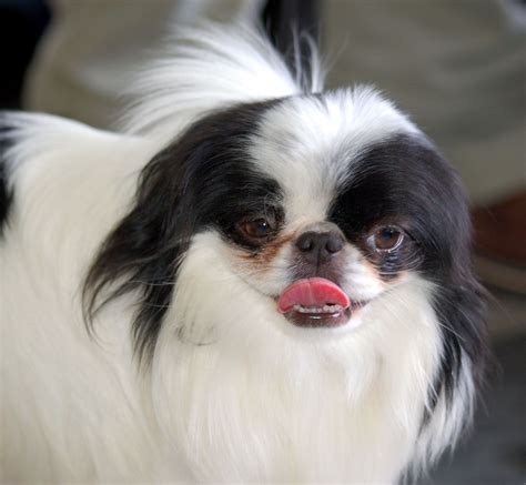 Japanese Chin Information Dog Breeds At Thepetowners