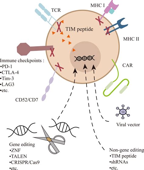 Frontiers Advances In Universal Car T Cell Therapy