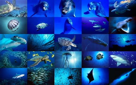 Sea Life Sea Life Wallpaper 18272263 Fanpop