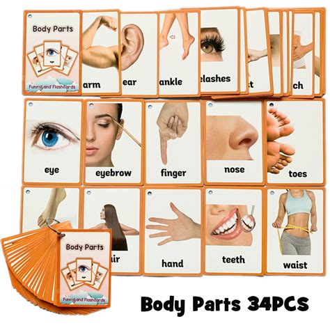 Animals Body Parts English Learning Word Pocket Card