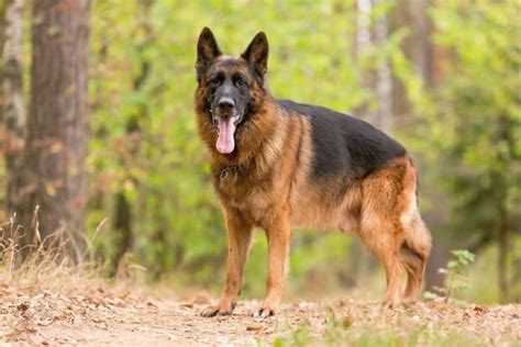 Why Are German Shepherds So Smart Best Guard Dog Breeds Golden