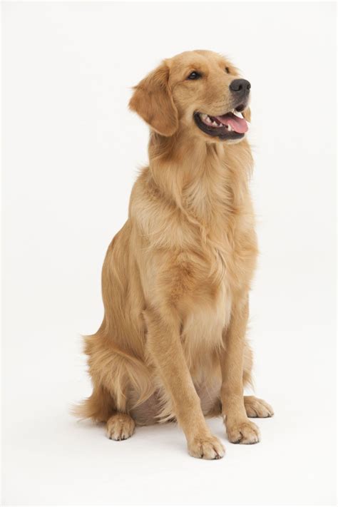 15 Things You Didnt Know About Golden Retrievers Golden Retriever