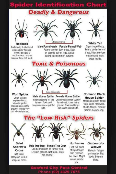 Spider Guide Spider Identification Chart Spider Identification Survival Skills