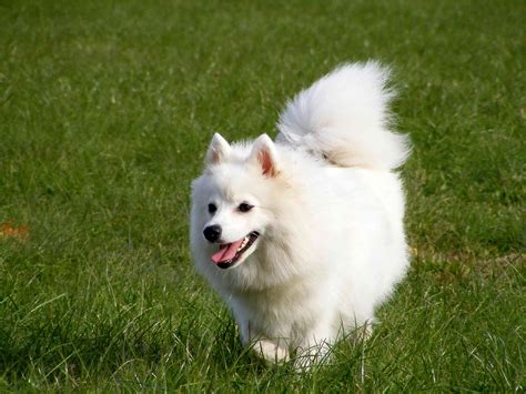 11 Top Dog Breeds From Japan
