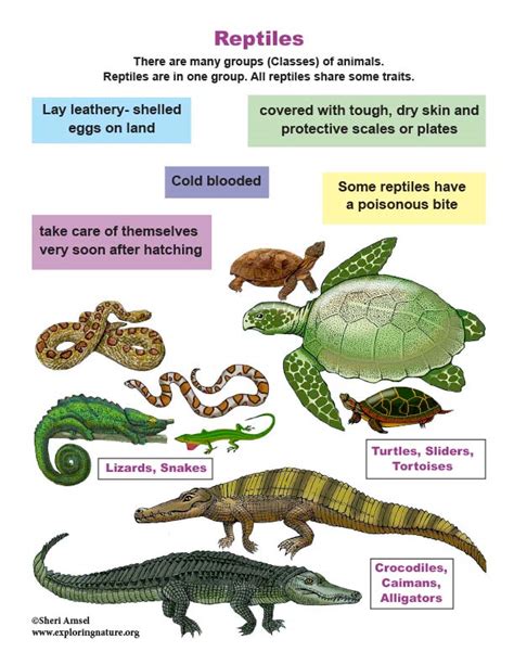Reptiles Poster For Kids