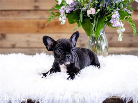 Our own frenchie will very rarely bark. French Bulldog-DOG-Female-black brindle-2636964-The ...