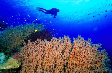 Witness The Biodiversity Of Tubbataha Reefs Discovery Fleet Philippines