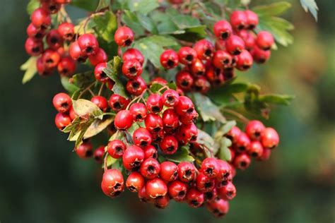 The khanna farms had a hawthorn, which was the tree rowan missed the most when at hogwarts. How to Make Hawthorn Tincture With or Without Alcohol ...