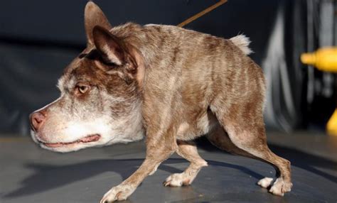 Psbattle Winner Of The Ugliest Dog Contest 2015