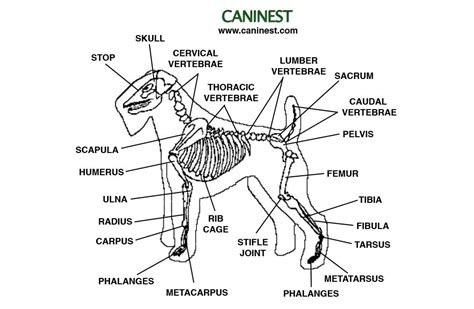 The knee joint is the largest joint in the body and is primarily a hinge joint, although. terrierskele | Dog skeleton, Skeleton anatomy, Dog anatomy