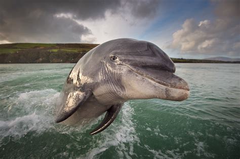 Fungie Dolphin Dingle George Karbus Photography