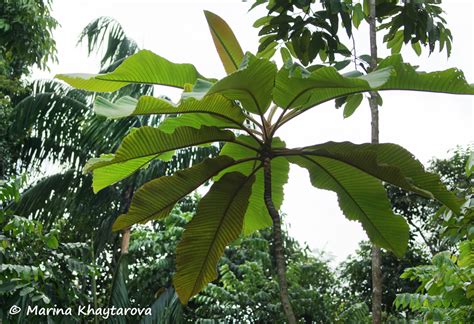 Trees Of Tropical Asia Dillenia Reticulata