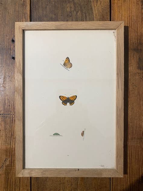 Set Of 3 Framed Antique Hand Coloured Butterfly Prints Vintage Matters