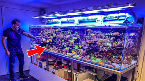 Home Saltwater Aquarium Tanks