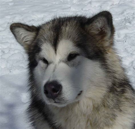 Alaskan Malamute Dog Breed Information Puppies And Pictures