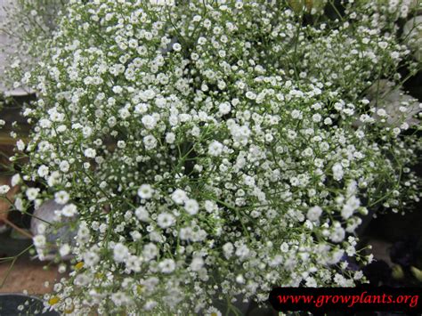 Babys Breath Flower How To Grow And Care